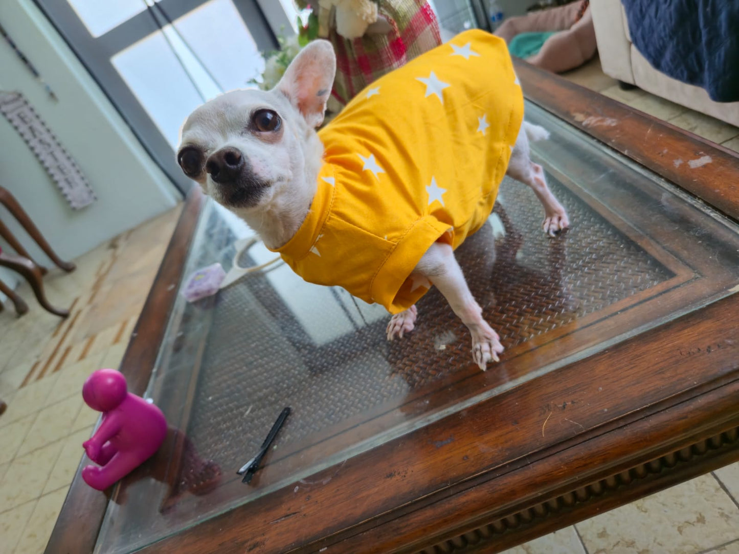 Taller T-shirt para mascotas