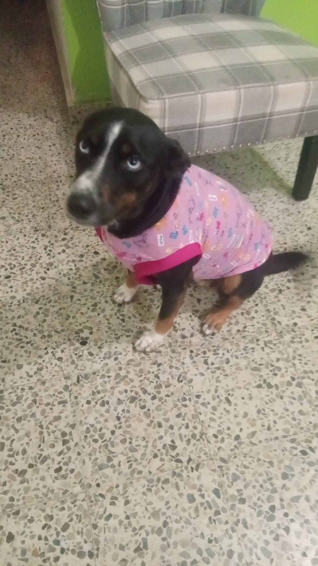 Taller T-shirt para mascotas