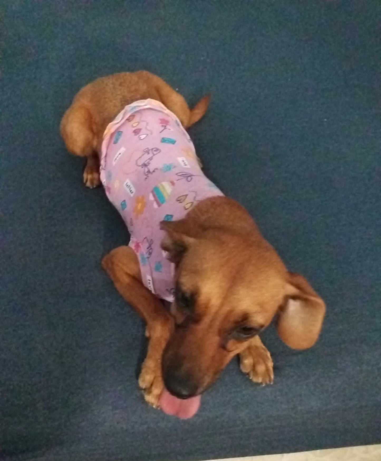 Taller T-shirt para mascotas