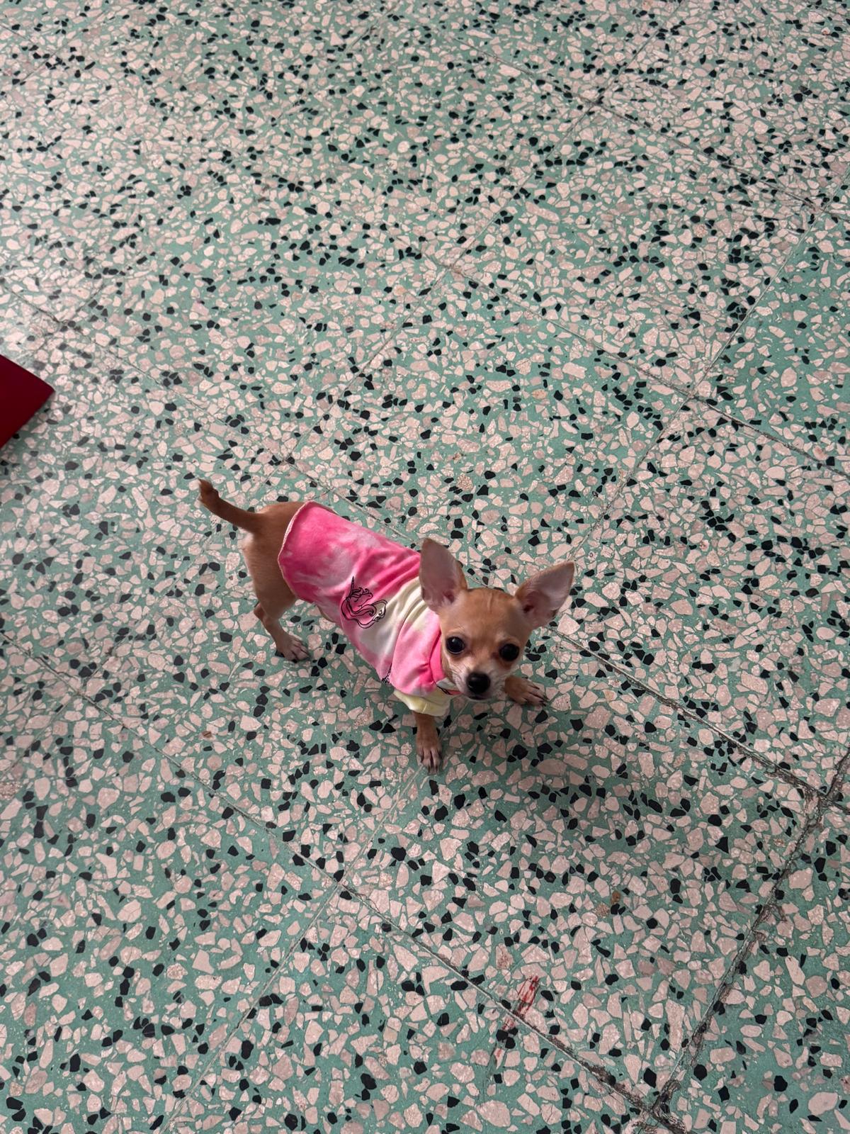 Taller T-shirt para mascotas