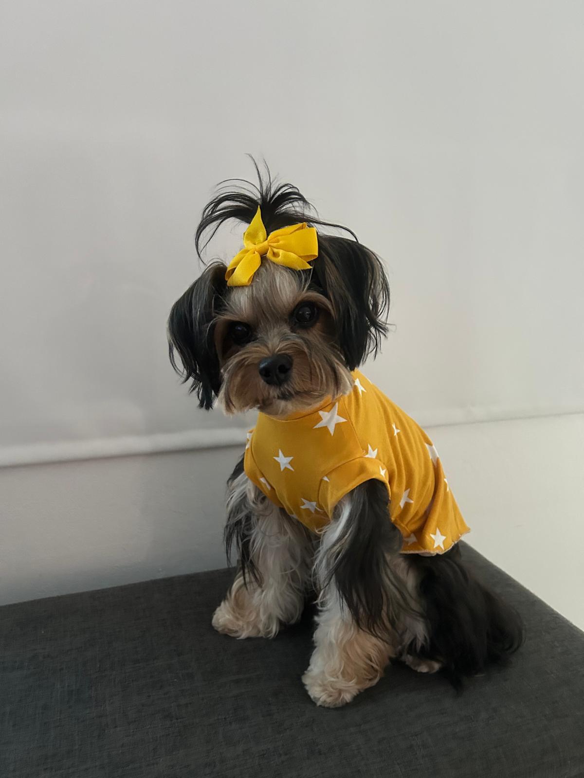 Taller T-shirt para mascotas