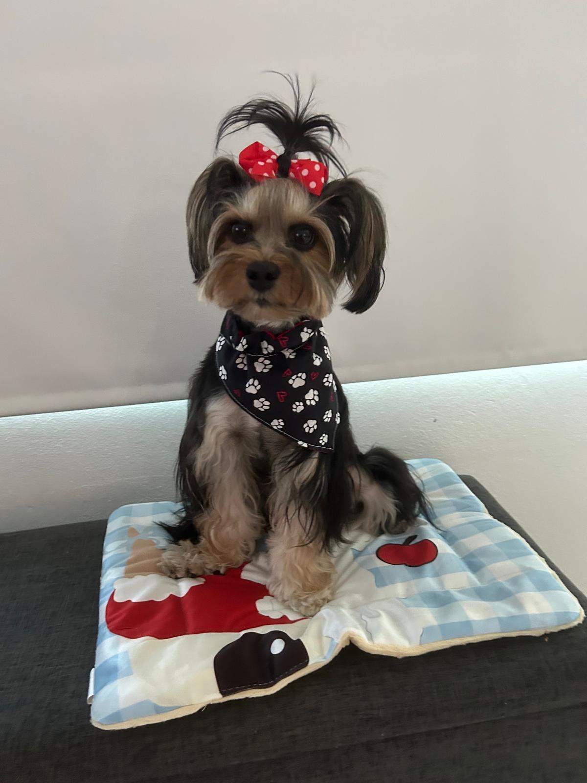 Taller T-shirt para mascotas