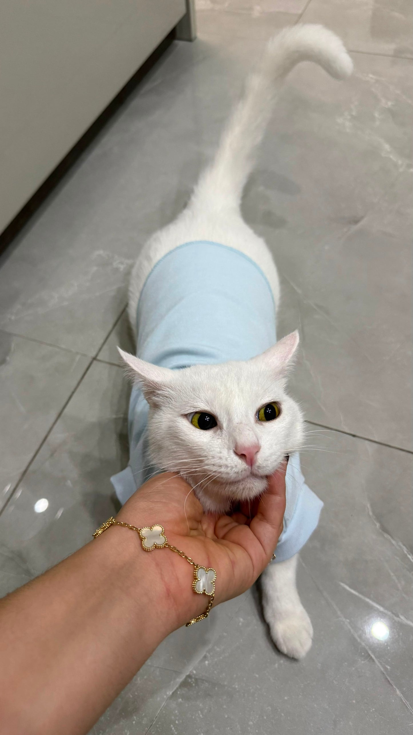 Taller T-shirt para mascotas