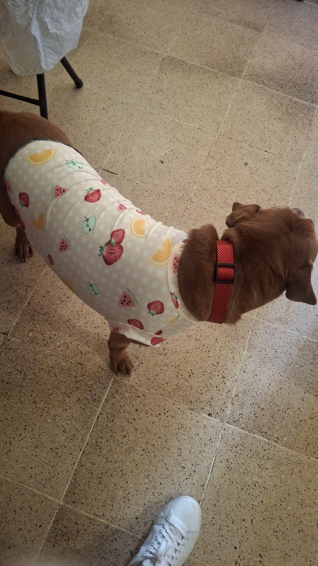 Taller T-shirt para mascotas